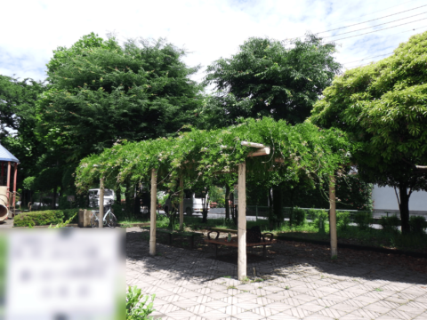 某公園 つる物剪定