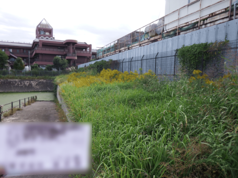 草刈り・ツル取り